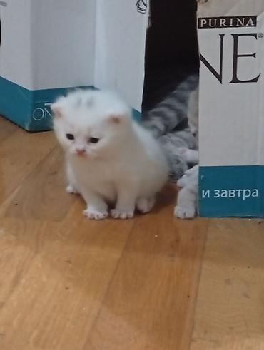 Pişiklər: Şotland, Erkək, Dişi, Yaxşı əllərə — 9