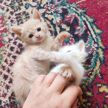 Отдам даром кошку: Кошка даром: Беспородная, 1 месяц, Мальчик