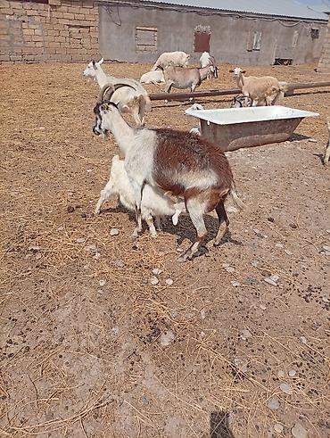 husky balası: SAF KAN MACAR VE FIRANSIZ SANEN KEÇİLERİ - Növ: süd və ətlik yerli — 6