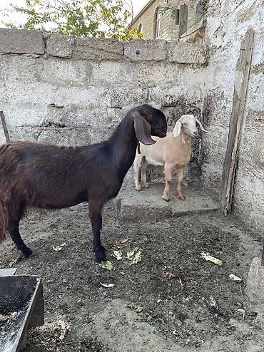 Рогатый скот: Самка, Haleb, лет: 1, Для молока — 2