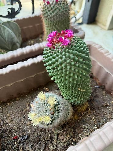 Otaq bitkiləri: Bu dəstə müxtəlif növ kaktuslar daxildir. Hər kaktus özünəməxsus forma — 15