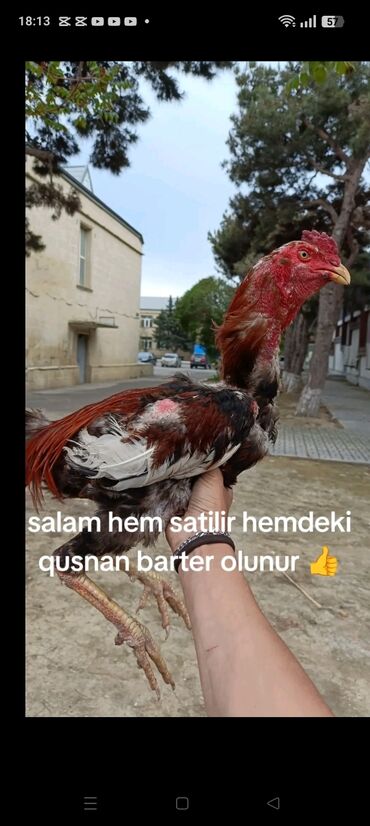 iphone 16e qiymet: IPhone 16e