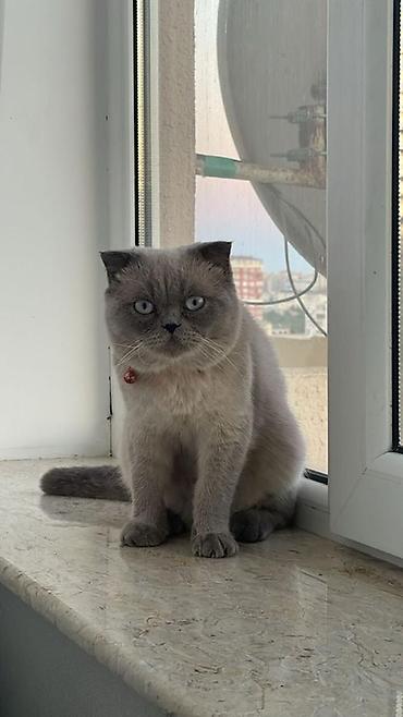 Şotland yastı qulaq, Erkək lalafo.az -da Şotland yastı qulaq, Erkək