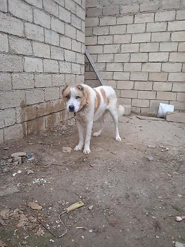 İtlər: Qurdbasar — 10