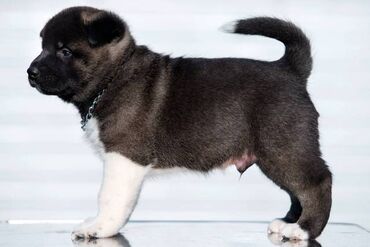 mops stenci: Američka Akita štenci Odgajivacnica TOP WINNER PUPPY sa ponosom