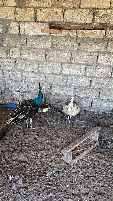 Tovuz quslari satilir 400 azna cüt satılır unvan bakı shagan