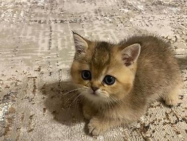 Продажа кошек: Британский короткошёрстный котёнок, окрас золотой шиншилла (golden — 5