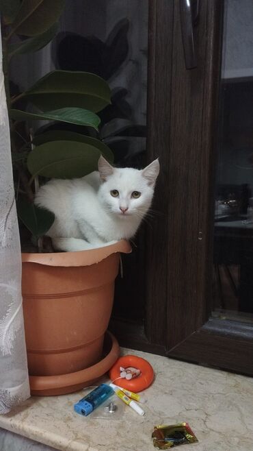 Pişiklər: Türk anqora -da lalafo.az — 25 Pişiklər: Türk anqora — 25