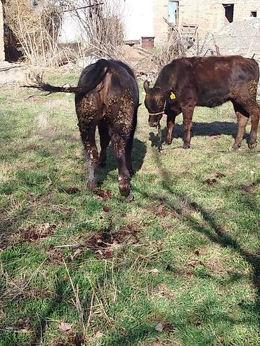 Коровы, быки: Продаю | Тёлка | Полукровка | На откорм | Привязанные — 7
