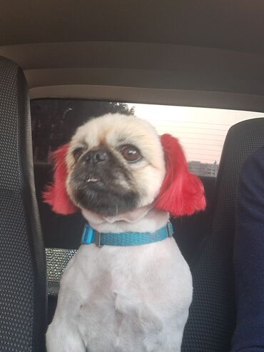 взять собаку из приюта в баку: Pekines, 2 il, Dişi, Peyvəndli, Rayonlara çatdırılma