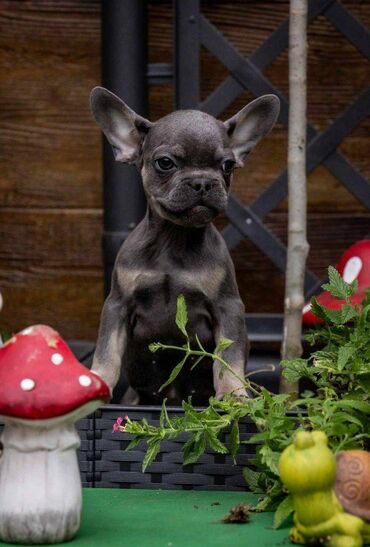 Psi: Na prodaju prelepi i preslatki štenci francuskog buldoga u exotic — 7