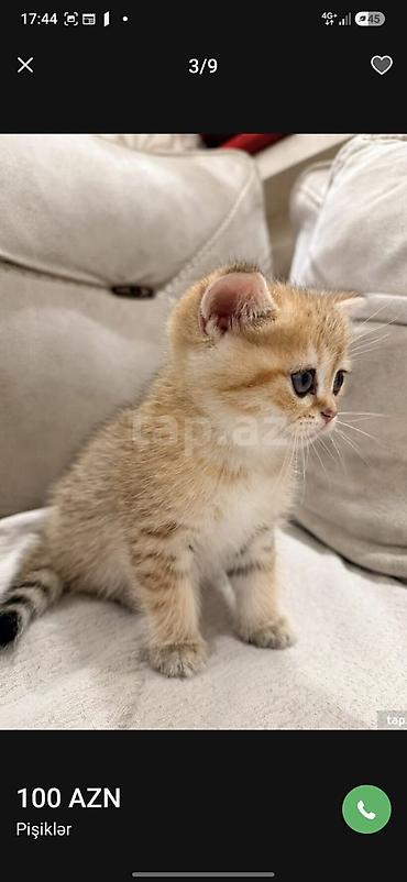шиншилла кошка цена: Золотая шиншилла — 6