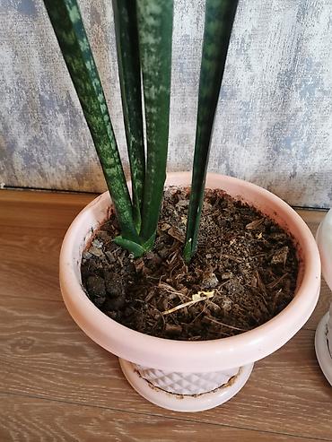 yolka satilir: Sansevieria - bol oksigen verir, otağın havasını təmizləyir. Uşaq — 4