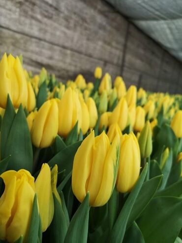 Цветы и букеты: Тюльпаны оптом !! .Осталось в ограниченном количестве 🌷🌷🌷🌷🌷с