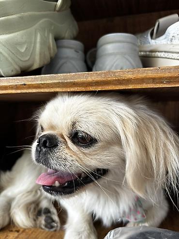 İtlər: Pekines, 1 il, Dişi, Peyvəndli, Ödənişli çatdırılma, Rayonlara çatdırılma — 1