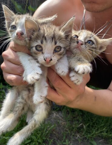 кошка куплю: Кошка даром: Беспородная, 2 месяца, Девочка