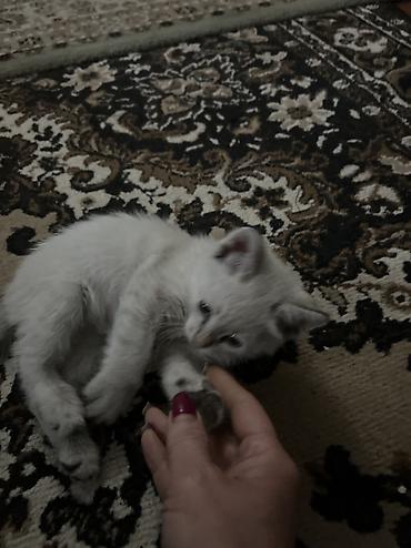 сиамс: Сиамская, 2 месяца, Мальчик, Белый, Приучена к лотку, Проглистована — 5