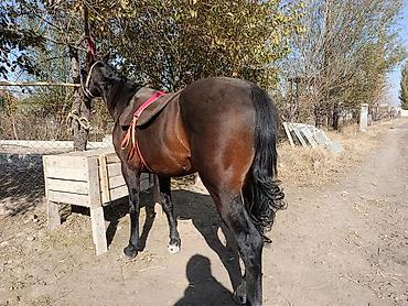 жеребая кобыла: Продаю | Конь (самец) | Конный спорт | Мерин — 3