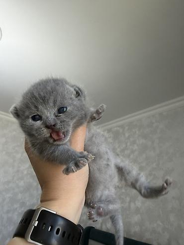 Pişiklər: Britan, Dişi — 13