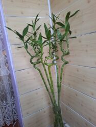 Gübrələr: Lucky Bamboo – dekorativ spiral saplaqlı su bitkisi - Növ: Dracaena