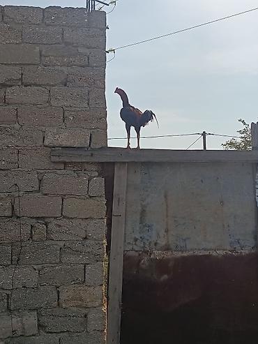 qurdbasar balasi satilir: Salam Aleykum 2 dənəsi yanvar becəsidi 1 dənəsi 1 yas 8 aylıq xoruzdu — 3