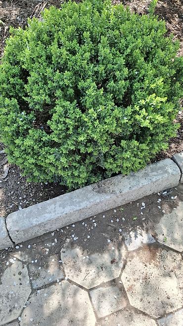 самшиты круглые: Самшит (Buxus) — декоративные вечнозелёные кусты для живых изгородей и — 2