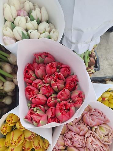 Букеты из живых цветов: Г.Ош оптом и розницу. Тюльпаны с луковицами, срезка «на поле» в — 13