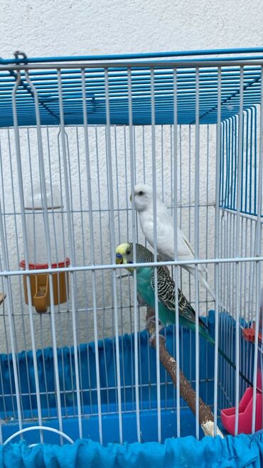 pişik erkək: Tutuquşular satılır 1 yaşları var erkek dişi Tam sağlam quşlardı