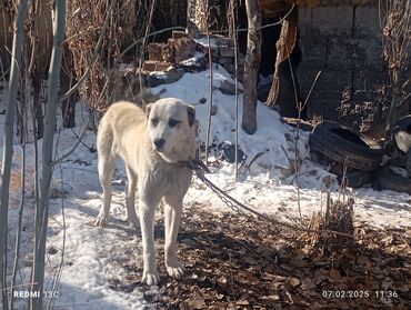 Продажа собак: Алабай, 7 месяцев, Самец, С прививкой