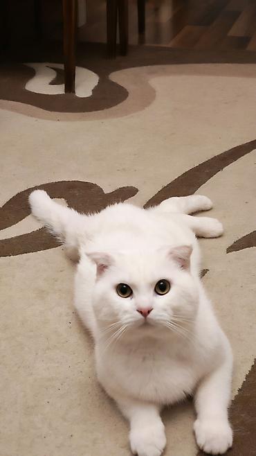Кошки: Cütleşdirilir Erkek Scottish Fold 1 yaş 2 aylıqdı — 4