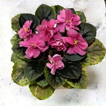 форель александровка: Продаю цветущие фиалочки 🌿 🌺🌿 Цены200- 250 -350 сом.Оптовым lalafo.kg да форель александровка: Продаю цветущие фиалочки 🌿 🌺🌿 Цены200- 250 -350 сом.Оптовым