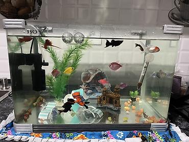 Akvariumlar: Dördbucaq akvarium, Balıqlarla birlikdə, 80 l — 3