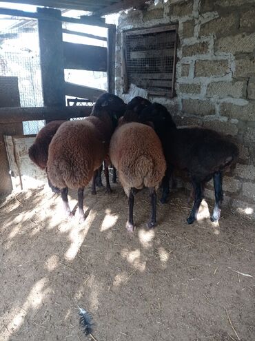 Qoyunlar, qoçlar: Erkək, Qala, il: 1, 75 kq, Damazlıq, Ünvandan götürmə -da lalafo.az — 6 Qoyunlar, qoçlar: Erkək, Qala, il: 1, 75 kq, Damazlıq, Ünvandan götürmə — 6