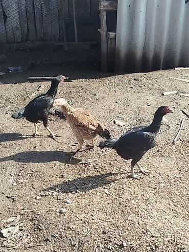 Куры, петухи: Продаю | Петух | Бойцовая | Для разведения — 8