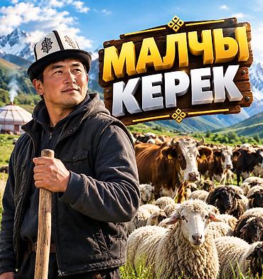 Агрономы: Требуется Скотник, Оплата: Сдельная, Питание — 1