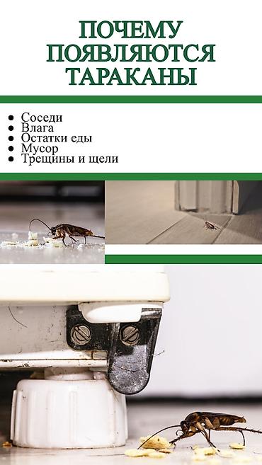 bee: Дезинфекция, дезинсекция, | Клопы, Блохи, Тараканы, | Транспорт, Офисы, Квартиры — 5