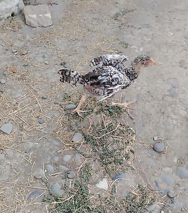 www.toyuq ve cuce yem qablari: Heyratı cücələr 3 aylıq biri 15 manat bəzi yerlərə göndərmək olar — 6