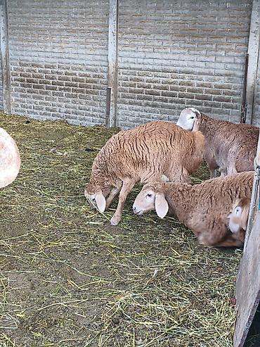 Баран, овца: Продаю | Баран (самец) | Для разведения — 9