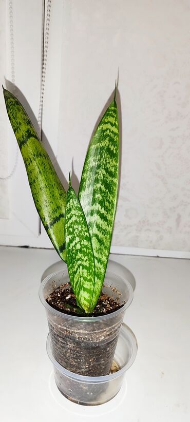 Другие комнатные растения: Бишкек мкрн Кок Жар и рабочий городок! Пеларгония карликовая - — 18