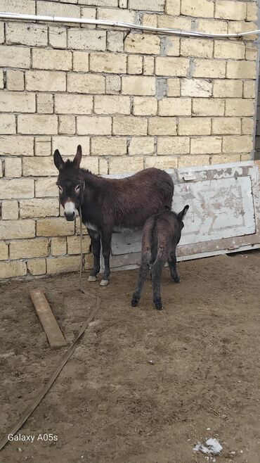 berde mal bazari 2019: Salam. Eşşey sütü var 200qr 25azn Goy öskureyn qrip deymenin ve.s