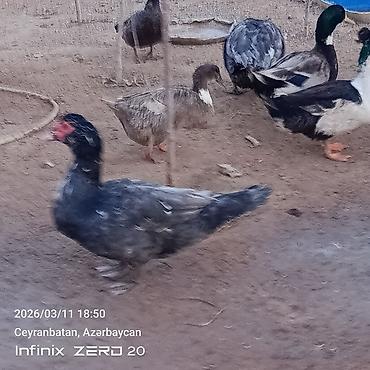 Ördəklər: Satılır hamsı bir yerdə — 14