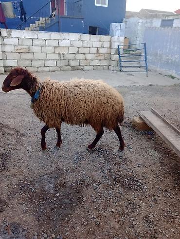 Qoyunlar, qoçlar: Erkək, Qala, il: 1, Damazlıq — 6