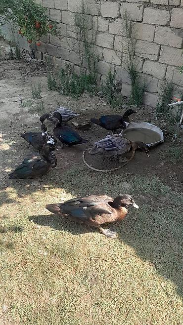 Kənd təsərrüfatı quşları: Salam, her vaxtiniz xeyir, Allah her kesin malina bereket versin,10 — 3