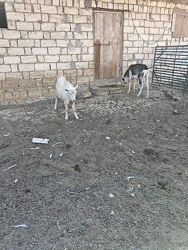 bakida cins ineklerin satisi: Her ikisi satilir. fevralda 2yasdari olacag. heyvanlar qobu kendindedi — 7