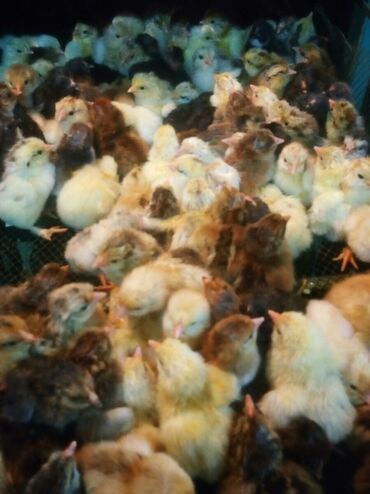 Куры, петухи: Продаю суточных цыплят домашние породы разные в не ограниченном