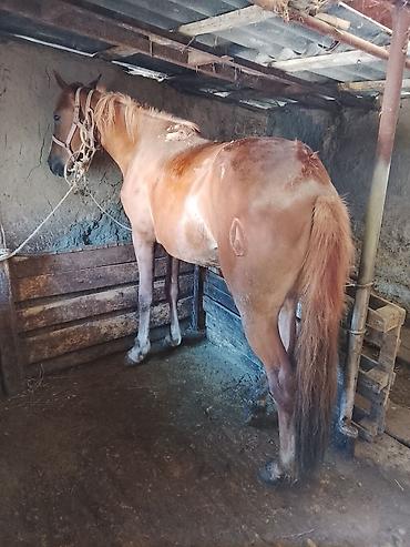 Лошади, кони: Продаю | Кобыла (самка) | На забой — 10