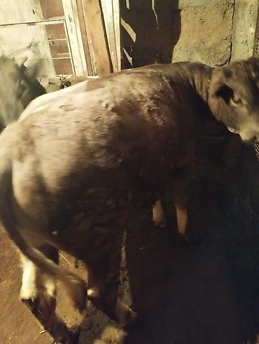 Коровы, быки: Продаю | Бык (самец) | На откорм | Привязанные — 7