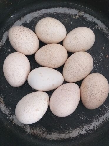 qaşqaldaq quşu: Hinduşqa yumurtası.kanada sortu.10 ədəd var
