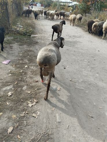 домики для хомяков купить: Продаю | Овца (самка) | Для разведения | Племенные