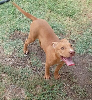 Gəmiricilər: Pitbul, 10 ay, Dişi, Sənədli, Ünvandan götürmə